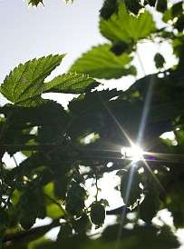 Nachhaltigkeit Stockalperhof Brig